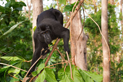 Monkey sitting on a tree