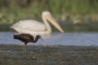 Side view of a bird on beach