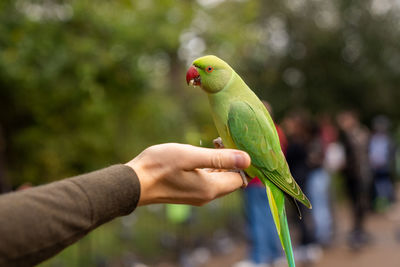 Green parrot sitting on a hand and eating nuts in a park in london.