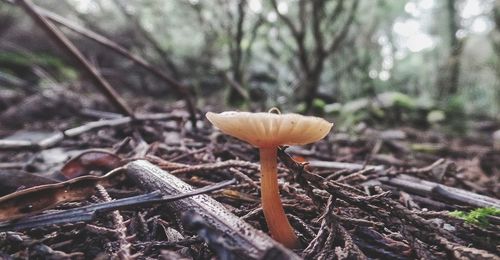 Close-up of mushroom growing in forest