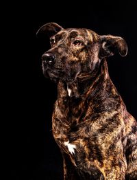 Close-up of a dog looking away