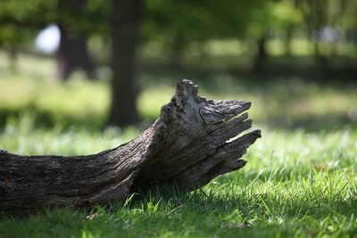 Close-up of wood on field