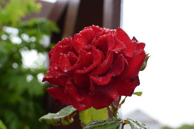 Close-up of red rose