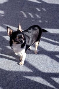 Dogs standing on street