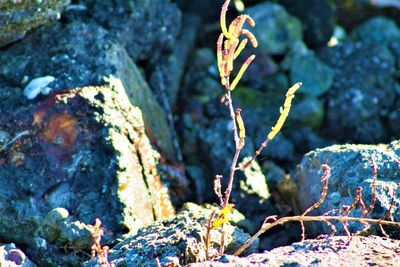 Close-up of a rock