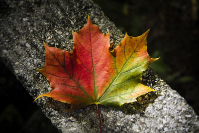 Close-up of dry maple leaf during autumn