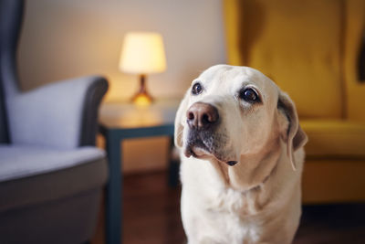 Domestic life with dog. portrait of cute senior labrador retriver at home.