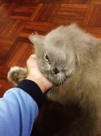 Close-up of man holding cat at home