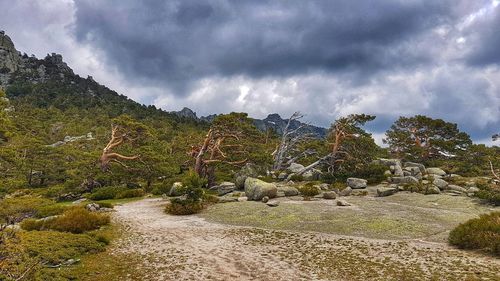 Plants growing on land against sky