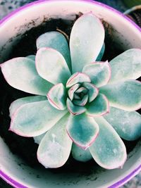 High angle view of succulent plant in bowl