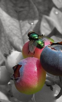 Close-up of ladybug on fruit