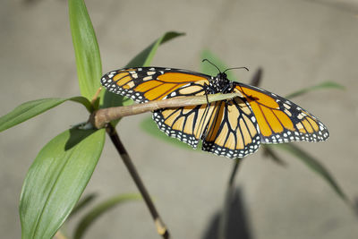 Close-up of butterfly pollinating flower