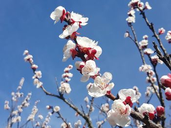 Low angle view of cherry blossoms against sky