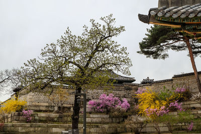 Low angle view of purple flowering tree by building against sky