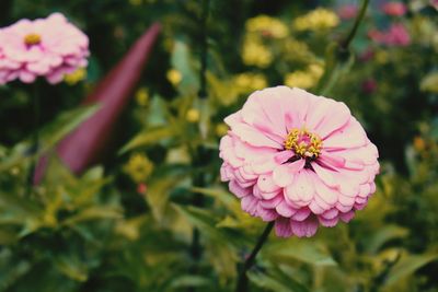 Close-up of pink flower