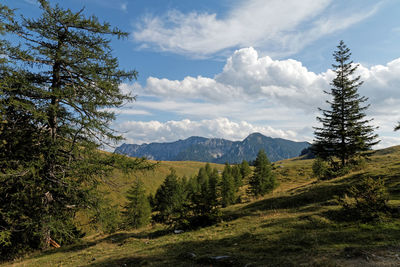 Scenic view of pine trees against sky