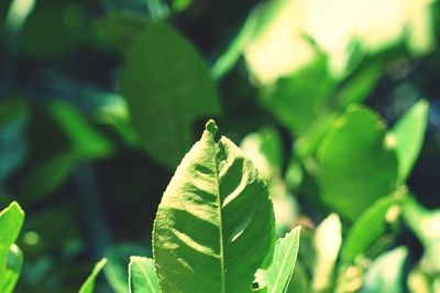 Close-up of green leaves
