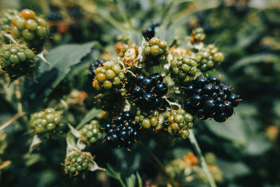Close-up of blackberries growing on plant