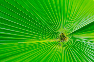 Full frame shot of palm leaf