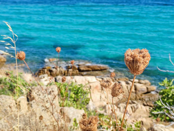 Close-up of flowering plants by sea shore