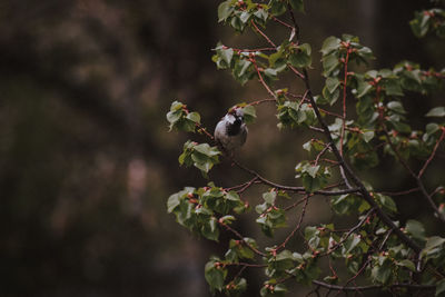 Close-up of bird perching on a plant