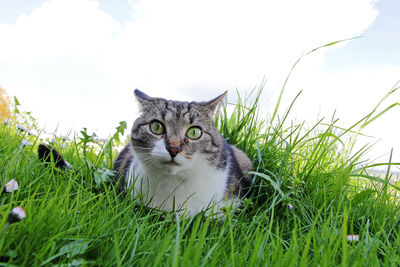 Portrait of cat on field