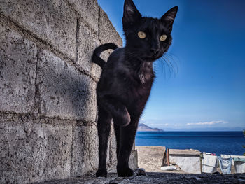 Portrait of a cat on wall