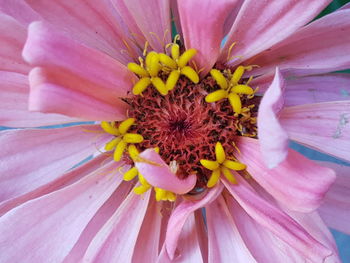 Close-up of yellow flower blooming outdoors