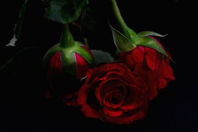 Close-up of red rose against black background