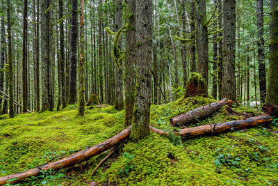 Trees growing in forest