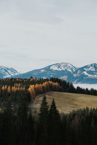 Scenic view of pine trees on snowcapped mountains against sky