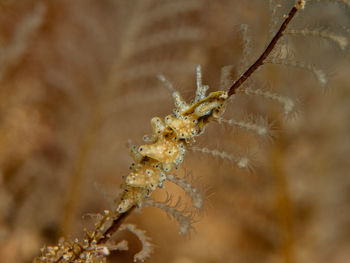 Close-up of spider on plant