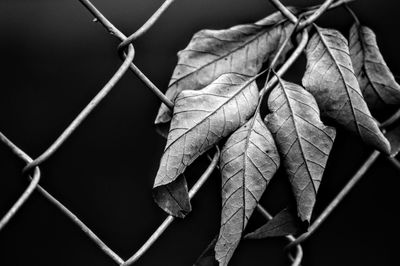 Close-up of dry leaves on chainlink fence