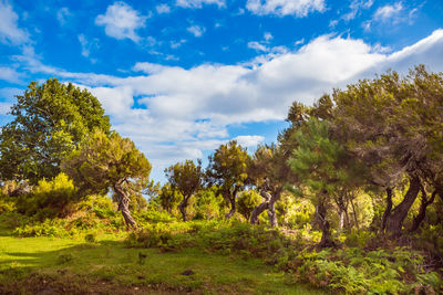 Trees on field against sky