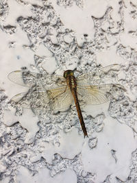 Close-up of dragonfly on snow