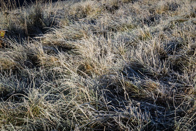 Full frame shot of grass in field