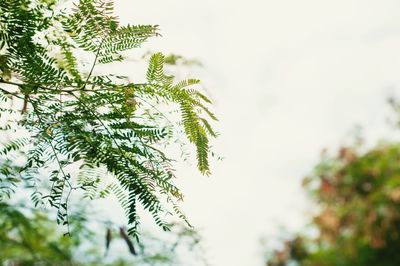 Close-up of fresh green tree against sky