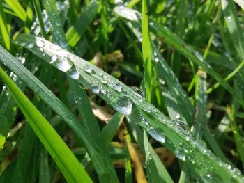 Close-up of wet grass during rainy season