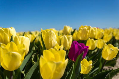 Close-up of tulips blooming against sky during sunny day