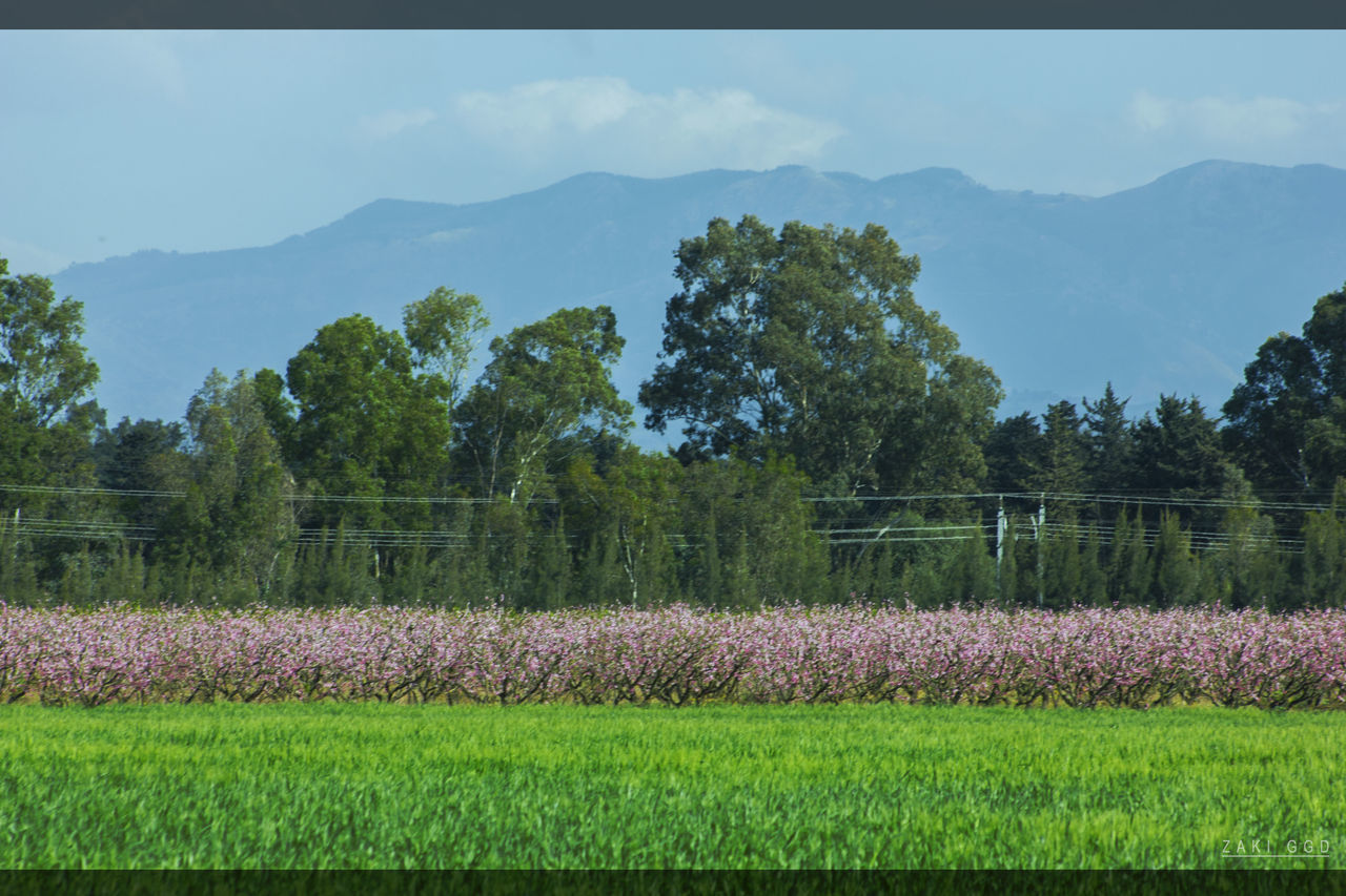 SCENIC VIEW OF FIELD AGAINST TREES AND MOUNTAINS