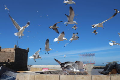 Flock of seagulls flying