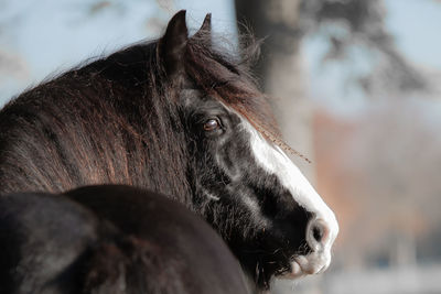 Close-up of horse
