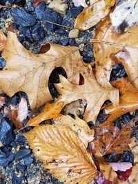 Close-up of fallen autumn leaves