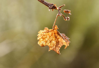 Close-up of dry leaf on twig during autumn