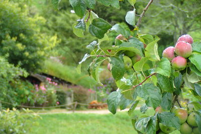 Close-up of green leaves