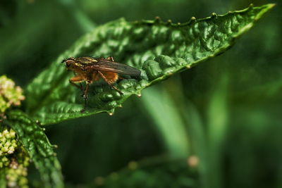 Close-up of insect on leaf