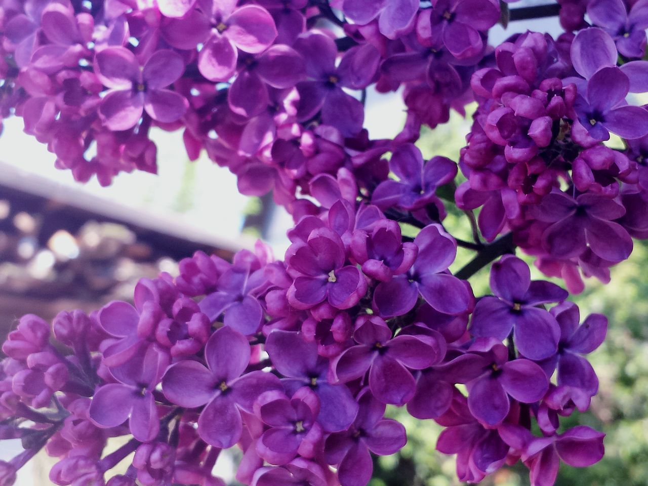 Lilac blossoms