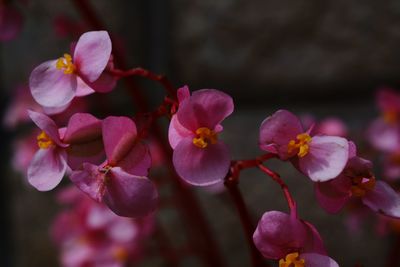 Close-up of pink cherry blossoms