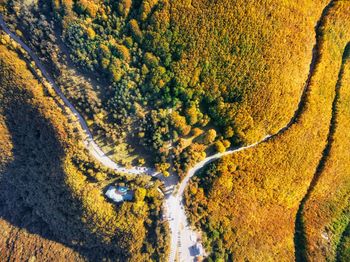 High angle view of trees on land