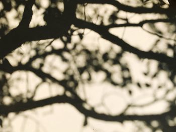 Low angle view of tree branches
